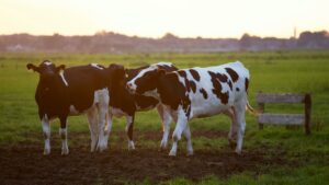 Jaki powinien być paśnik dla bydła?